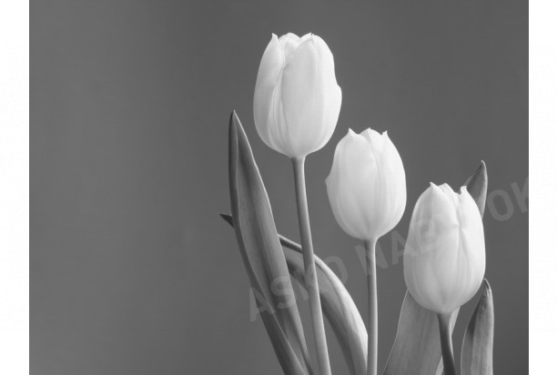Obraz na stenu Roxy - Tulips 40x30 cm