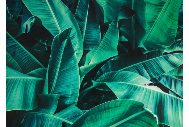 Obraz na plátne Tropické listy, 70x50 cm