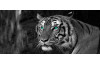 Obraz na stenu Tiger, čiernobiely, 200x90 cm