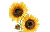 Umelá kvetina Slnečnica 65 cm, žltá