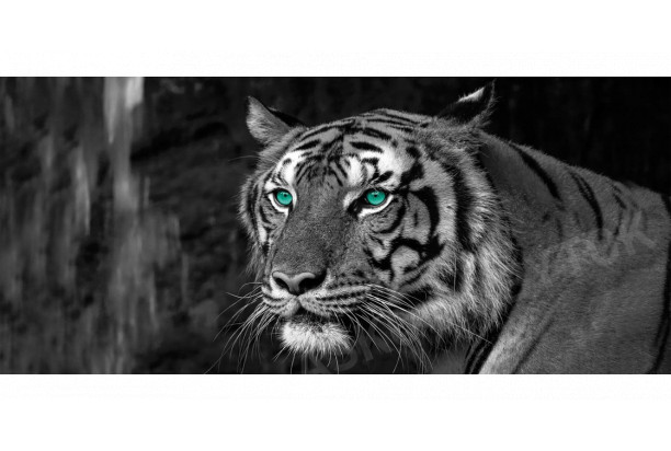 Obraz na stenu Tiger, čiernobiely, 200x90 cm