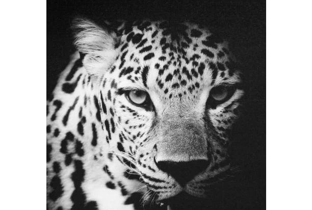 Obraz na plátne Leopard, 50x50 cm