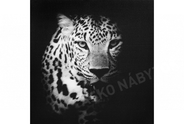 Obraz na plátne Leopard, 50x50 cm