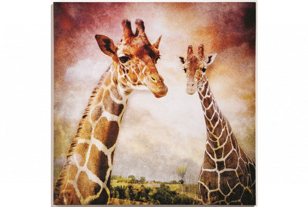 Obraz na stenu Žirafy 60x60 cm
