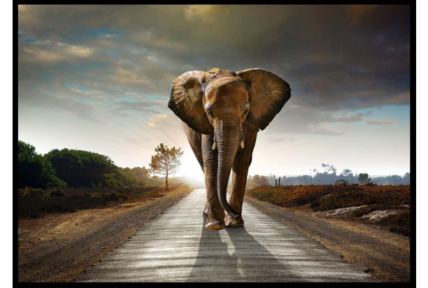 Obraz na stenu Kráčajúci slon, 140x100 cm