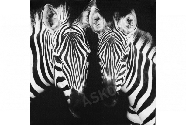 Obraz na plátne Zebry, 50x50 cm