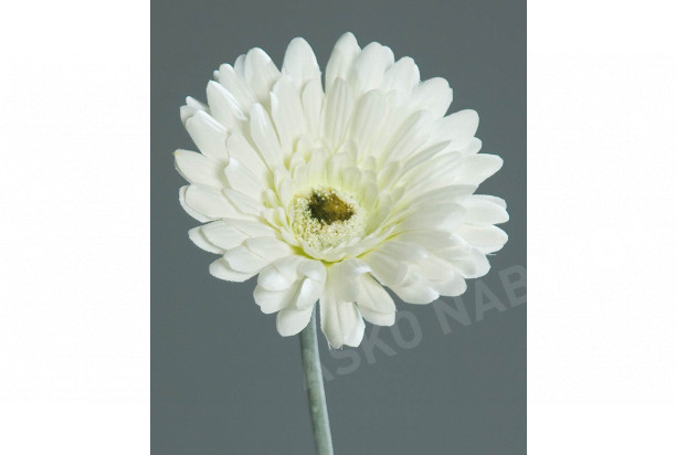 Umelá kvetina Gerbera 56 cm, krémová
