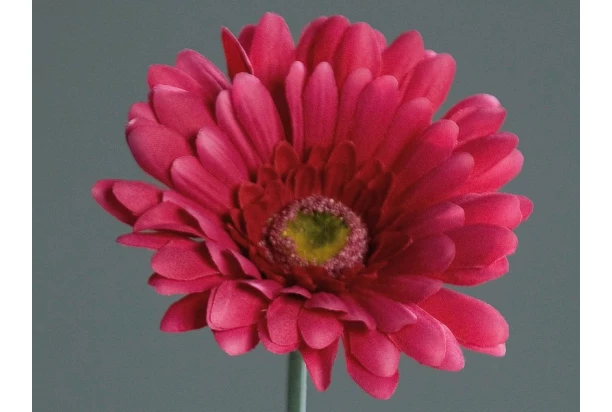 Umelá kvetina Gerbera 56 cm, fuchsiová