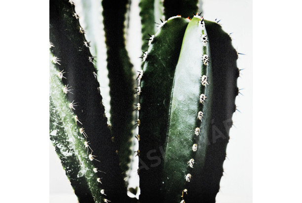 Obraz na plátne Kaktus zblízka, 50x50 cm