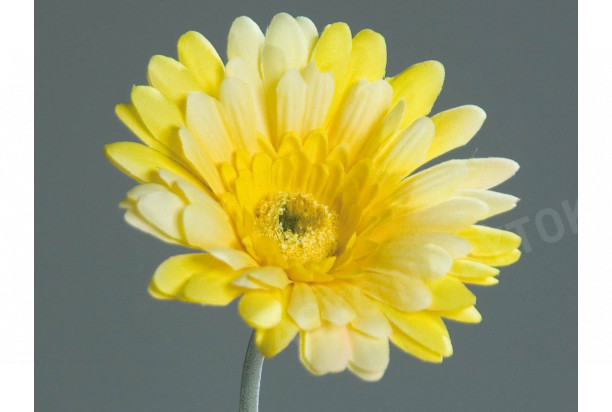 Umelá kvetina Gerbera 56 cm, žltá