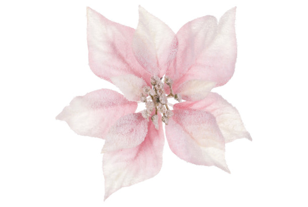 Umeý kvet Zasnežená vianočná hviezda 22 cm, ružová