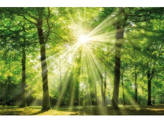 Obraz na stenu Zelený les, 118x78 cm