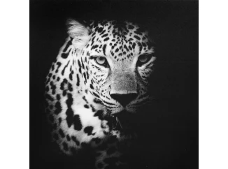 Obraz na plátne Leopard, 50x50 cm