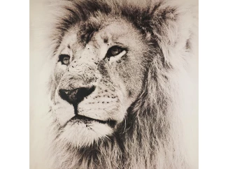 Obraz na plátne Leví pohľad, 80x80 cm