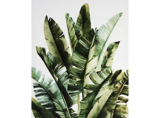 Obraz na plátne Zelené listy, 40x50 cm