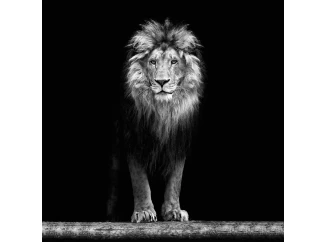 Obraz na stenu Lev, 35x35 cm