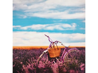 Obraz na plátne Bicykel v levanduli, 50x50 cm