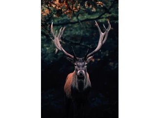 Obraz na platne Jeleň lese, 78x118 cm