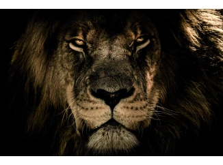 Obraz na plátne V očiach leva, 118x78 cm
