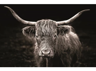 Obraz na plátne Škótska krava, 118x78 cm