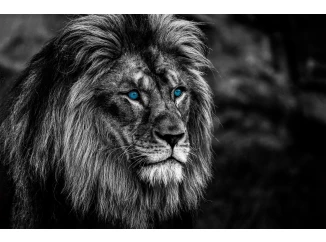 Obraz na plátne Lev s modrými očami, 118x78 cm
