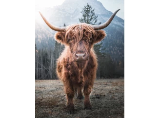 Obraz na plátne Škótska krava, 46x61 cm