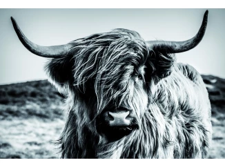 Obraz na plátne Škótska krava 90x60 cm, čiernobiela