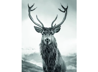 Obraz na plátne Jeleň 46x61 cm, čiernobiely