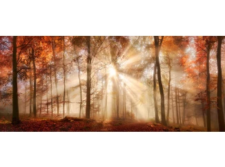 Panoramatický obraz na plátne Jesenný les, 140x60 cm