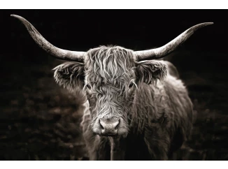 Obraz na pláte Škótska krava, 90x60 cm