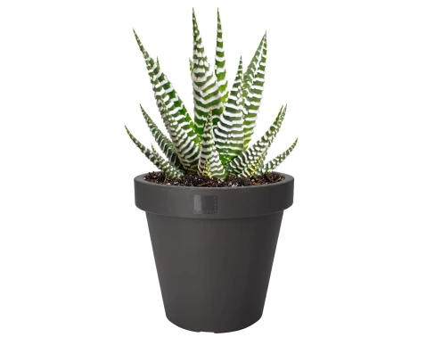 E-shop Kvetináč Kanten 40 cm, antracitový%