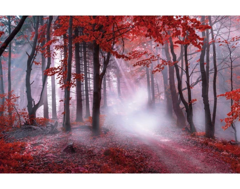 E-shop Obraz na plátne Karmínový les, 118x78 cm%