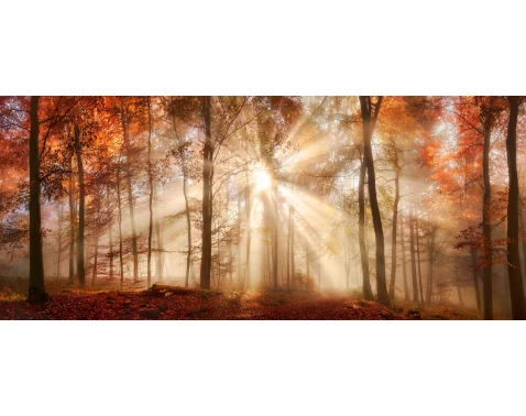 E-shop Panoramatický obraz na plátne Jesenný les, 140x60 cm%