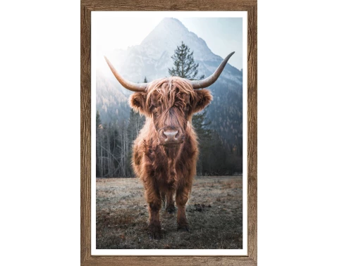 E-shop Rámovaný obraz Škótska krava 50x70 cm, dub tmavý%