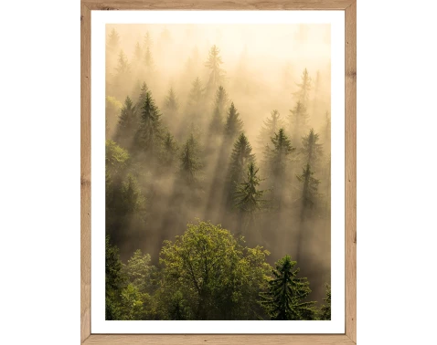 E-shop Rámovaný obraz Ráno v lese 40x50 cm, dub artisan%