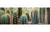Obraz na plátne Kaktusy, 150x50 cm