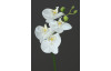 Umelý kvet Naturel Orchidea, krémová