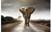 Obraz na stenu Kráčajúci slon, 90x60 cm