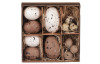 Veľkonočná dekorácia Vyfúknuté vajíčka, 12 ks, biela/hnedá