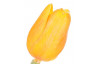 Umelá kvetina Tulipán 43 cm, žltá