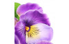 Umelá kvetina Sirôtka 30 cm, fialová