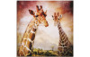 Obraz na stenu Žirafy 60x60 cm