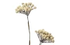 Umelá kvetina Krémové bobule na stonke, 50 cm