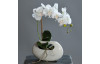Umelá kvetina Orchidea vo váze, krémová