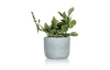 Umelá rastlina v kvetináči 18 x 20 cm, zelená