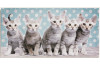 Obraz na stenu Mačky, bodkované pozadie