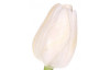 Umelá kvetina Tulipán 43 cm, krémový