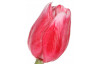 Umelá kvetina Tulipán 43 cm, červený
