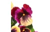 Umelá kvetina Sirôtka 30 cm, purpurová