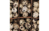 Veľkonočná dekorácia Vyfúknuté prepeličie vajíčka, 60 ks